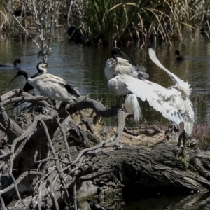 Threskiornis molucca at Fyshwick, ACT - 27 Feb 2023