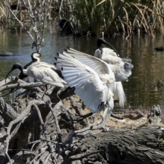 Threskiornis molucca at Fyshwick, ACT - 27 Feb 2023