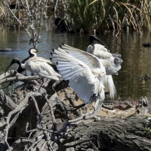 Threskiornis molucca at Fyshwick, ACT - 27 Feb 2023