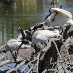 Threskiornis molucca at Fyshwick, ACT - 27 Feb 2023