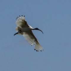 Threskiornis molucca at Fyshwick, ACT - 27 Feb 2023