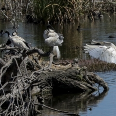 Threskiornis molucca at Fyshwick, ACT - 27 Feb 2023