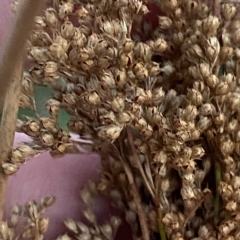 Juncus sarophorus at O'Malley, ACT - 4 Apr 2023