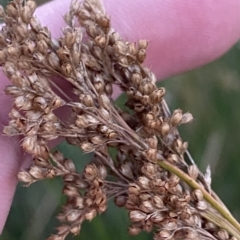 Juncus sarophorus at O'Malley, ACT - 4 Apr 2023