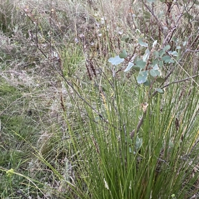 Carex appressa (Tall Sedge) at O'Malley, ACT - 4 Apr 2023 by Tapirlord