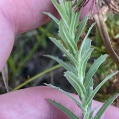 Epilobium hirtigerum (Hairy Willowherb) at O'Malley, ACT - 4 Apr 2023 by Tapirlord