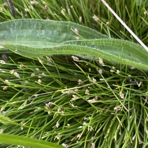 Isolepis subtilissima at O'Malley, ACT - 4 Apr 2023