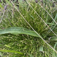 Isolepis subtilissima at O'Malley, ACT - 4 Apr 2023