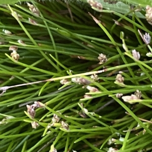 Isolepis subtilissima at O'Malley, ACT - 4 Apr 2023