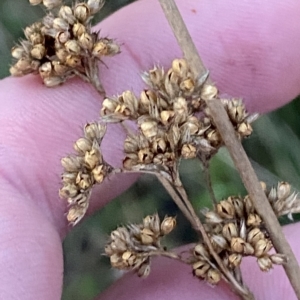 Juncus vaginatus at O'Malley, ACT - 4 Apr 2023