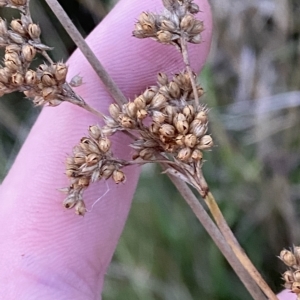 Juncus vaginatus at O'Malley, ACT - 4 Apr 2023