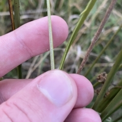 Juncus vaginatus at O'Malley, ACT - 4 Apr 2023