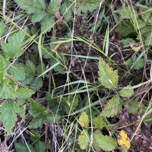 Microlaena stipoides at O'Malley, ACT - 4 Apr 2023