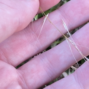 Microlaena stipoides at O'Malley, ACT - 4 Apr 2023