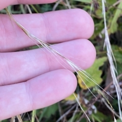 Microlaena stipoides at O'Malley, ACT - 4 Apr 2023