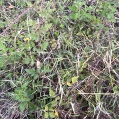 Microlaena stipoides at O'Malley, ACT - 4 Apr 2023