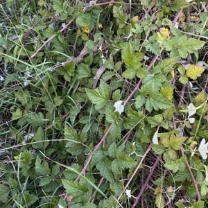 Rubus parvifolius at O'Malley, ACT - 4 Apr 2023