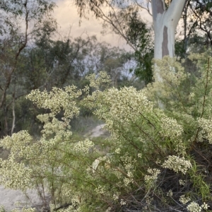 Cassinia quinquefaria at Isaacs, ACT - 4 Apr 2023