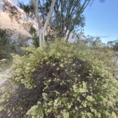 Cassinia quinquefaria at Isaacs, ACT - 4 Apr 2023 05:42 PM