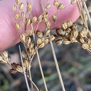 Juncus subsecundus at Isaacs, ACT - 4 Apr 2023