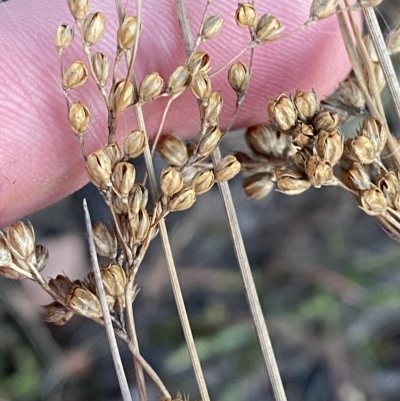 Juncus subsecundus (Finger Rush) at Isaacs, ACT - 4 Apr 2023 by Tapirlord