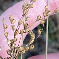 Juncus subsecundus at Isaacs, ACT - 4 Apr 2023