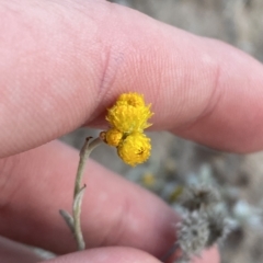 Chrysocephalum apiculatum (Common Everlasting) at O'Malley, ACT - 4 Apr 2023 by Tapirlord