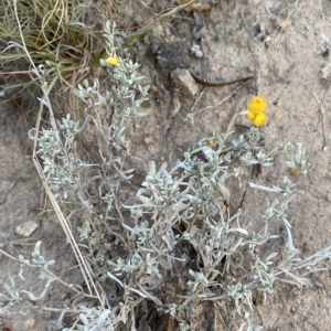 Chrysocephalum apiculatum at O'Malley, ACT - 4 Apr 2023