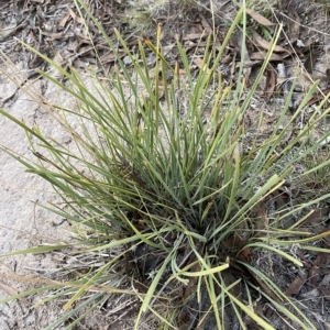 Lomandra filiformis subsp. coriacea at O'Malley, ACT - 4 Apr 2023 05:40 PM