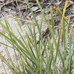 Lomandra filiformis subsp. coriacea at O'Malley, ACT - 4 Apr 2023 05:40 PM