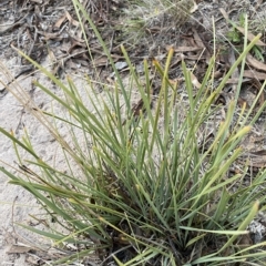 Lomandra filiformis subsp. coriacea at O'Malley, ACT - 4 Apr 2023