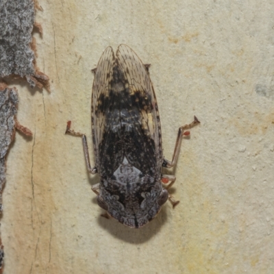 Stenocotis depressa (Leafhopper) at Scullin, ACT - 12 Jan 2023 by AlisonMilton