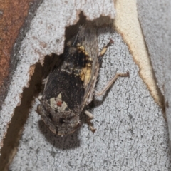 Stenocotis depressa at Scullin, ACT - 12 Jan 2023