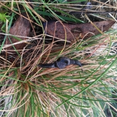 Helicarion cuvieri (A Semi-slug) at Cotter River, ACT - 20 Apr 2023 by Minz