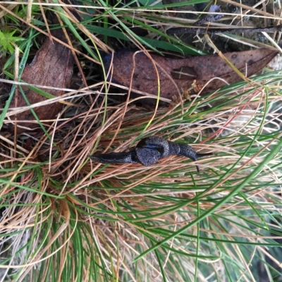 Helicarion cuvieri (A Semi-slug) at Cotter River, ACT - 21 Apr 2023 by Minz