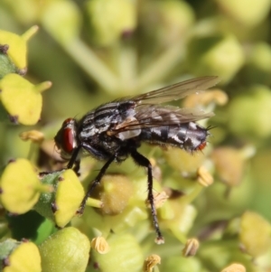 Sarcophaga sp. (genus) at Hughes, ACT - suppressed