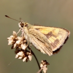 Ocybadistes walkeri (Green Grass-dart) at Deakin, ACT - 21 Apr 2023 by LisaH