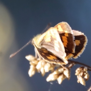 Ocybadistes walkeri at Deakin, ACT - 21 Apr 2023