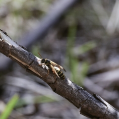 Polistes (Polistes) chinensis (Asian paper wasp) at Higgins, ACT - 18 Apr 2023 by Untidy