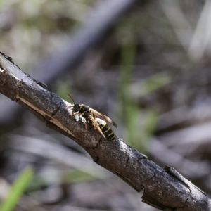 Polistes (Polistes) chinensis at Higgins, ACT - 18 Apr 2023