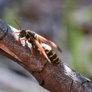 Polistes (Polistes) chinensis at Higgins, ACT - 18 Apr 2023 01:59 PM