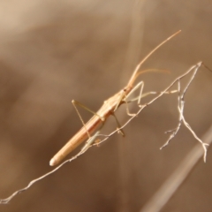 Leptocoris mitellatus (Leptocoris bug) at Deakin, ACT - 21 Apr 2023 by LisaH