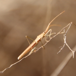 Leptocoris mitellatus at Deakin, ACT - 21 Apr 2023 04:45 PM