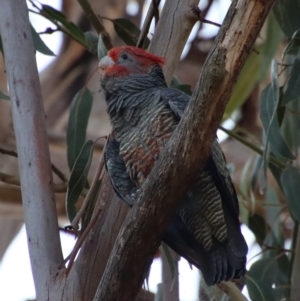 Callocephalon fimbriatum at Hughes, ACT - 21 Apr 2023