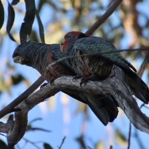 Callocephalon fimbriatum at Hughes, ACT - 21 Apr 2023