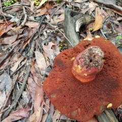 Unverified Bolete - Fleshy texture, stem central (more-or-less) by Aussiegall