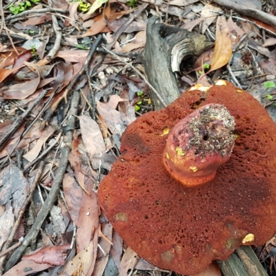 Unverified Bolete - Fleshy texture, stem central (more-or-less) by Aussiegall