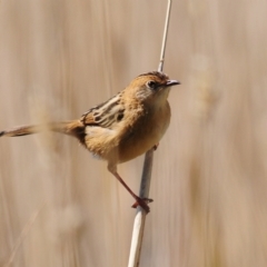 Cisticola exilis (Golden-headed Cisticola) at Molonglo River Reserve - 21 Apr 2023 by Harrisi