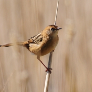 Cisticola exilis at Coombs, ACT - 21 Apr 2023 01:03 PM