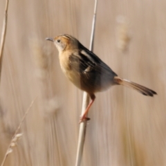 Cisticola exilis at Coombs, ACT - 21 Apr 2023 01:03 PM